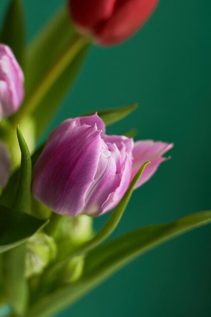 Rosa und rote Tulpen auf dunkelgrünem Hintergrund Kopierbereich Grußkarte Valentinstag