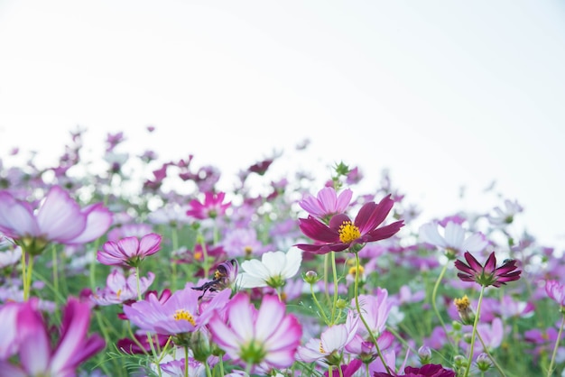 Rosa und roter Kosmos blüht Garten und weicher Fokus