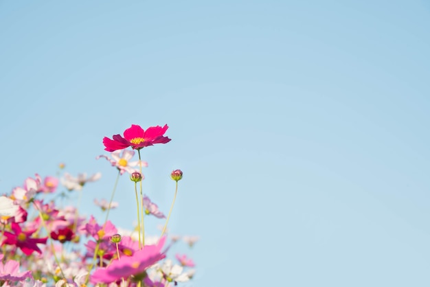 Rosa und roter Kosmos blüht Garten und weicher Fokus