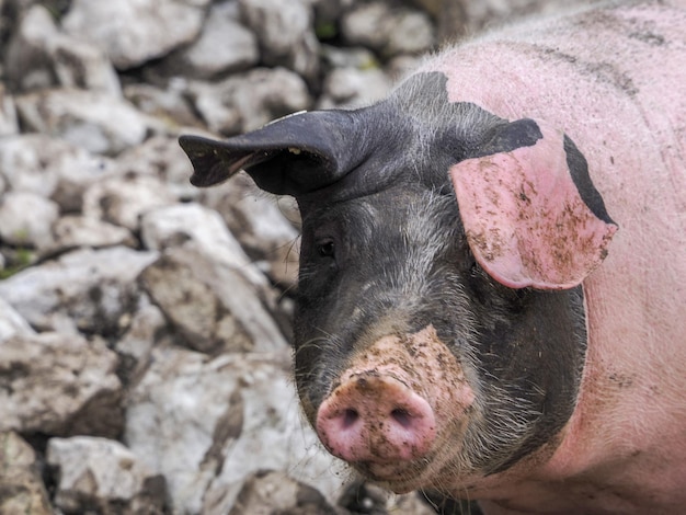 Rosa und schwarzes Schwein hautnah