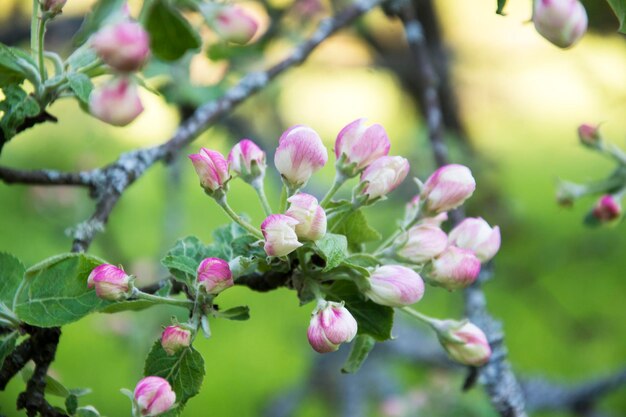 Rosa und weiße Apfelblüten blühen im Frühling am Baum