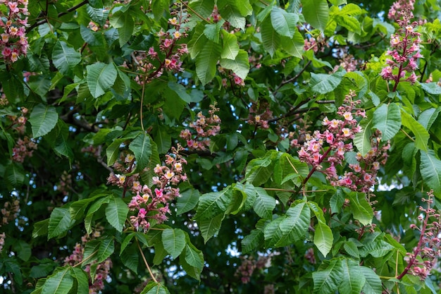 Rosa und weiße Blüten auf einem Ast