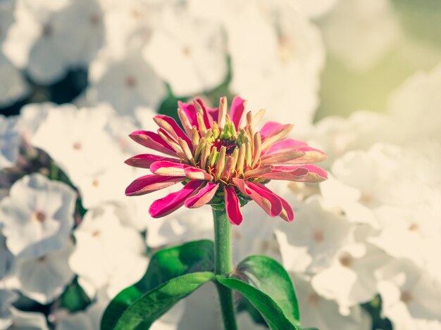 Rosa und weiße Blumen in einem Garten