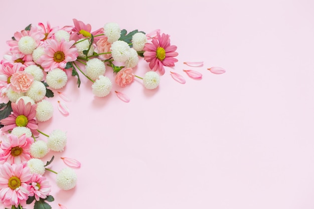 Rosa und weiße Chrysanthemen auf rosa Hintergrund