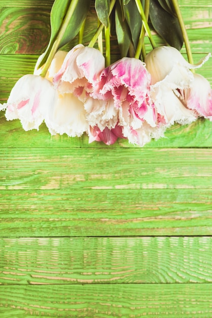 Rosa und weiße geschweifte Tulpen auf grünem Holzhintergrund mit Kopierraum