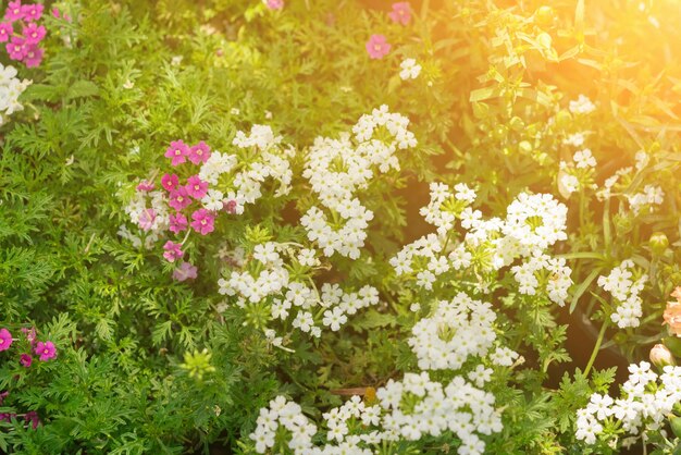 Rosa und weiße kleine Blumen im grünen Gras bei Sonnenuntergang Textur