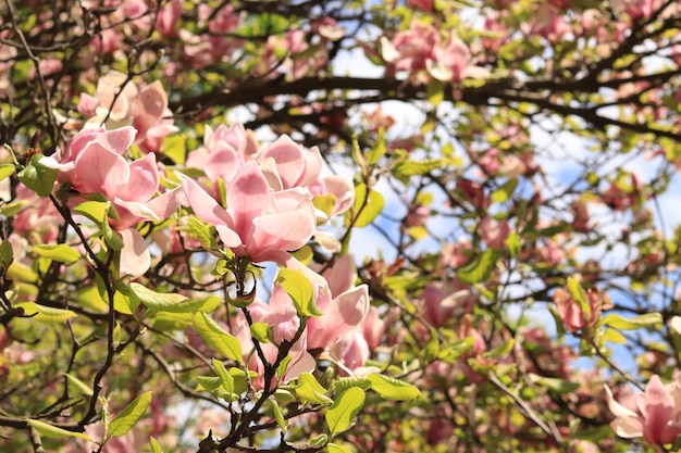 Rosa und weiße Magnolienblüten Blühender Baum im Frühling Natürlicher Frühlingshintergrund