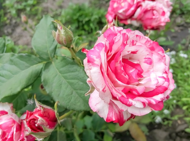 Rosa und weiße Marmorrose in einem Blumenbeet. Wunderschöne zweifarbige Rose auf einem Busch