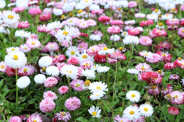 Rosa und weiße niedrig wachsende Frühlingsblumen auf einem Blumenbeet