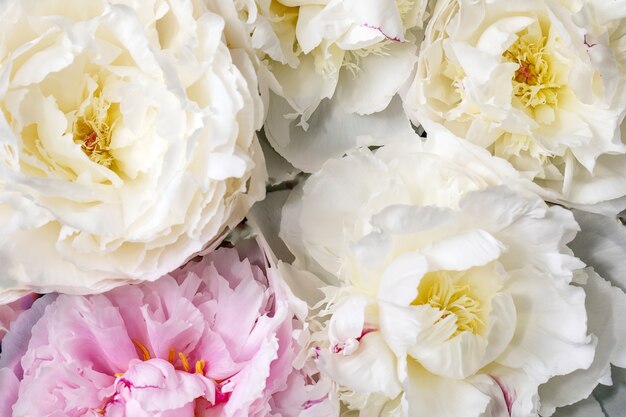 Rosa und weiße Pfingstrosenblumen