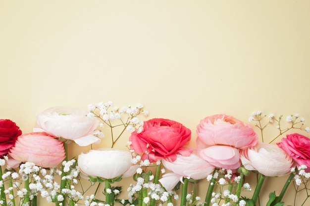 Rosa und weiße Ranunculusblumen auf Gelb.