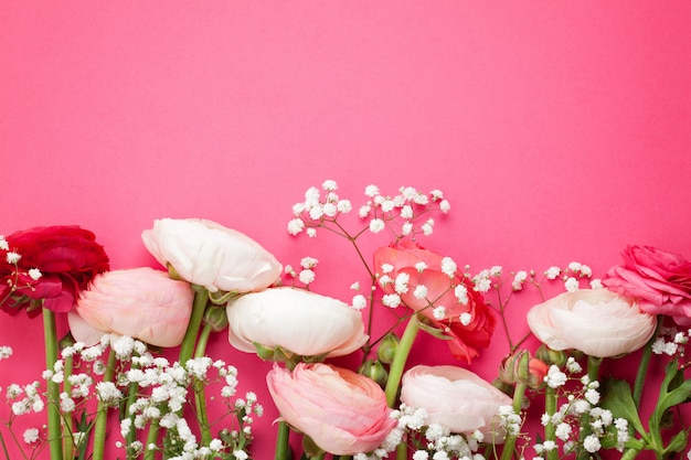 Rosa und weiße Ranunculusblumen auf rosa Hintergrund. Wohnung lag in hellen Farben