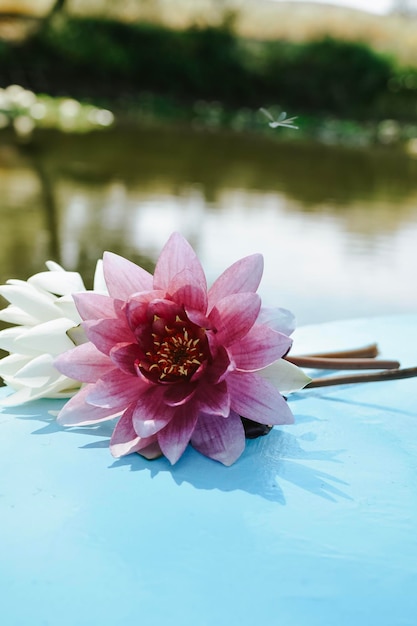 rosa und weiße Seerose Lotus