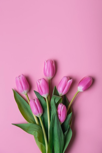 Rosa und weiße Tulpen auf rosa Hintergrund und Kopierraum