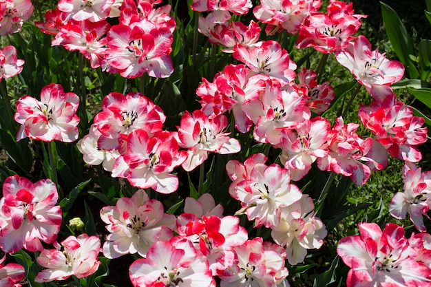 Rosa und weiße Tulpen blühen im Frühjahr im Garten