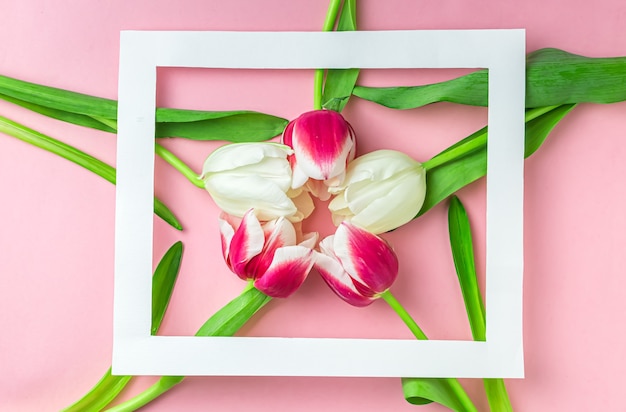 Rosa und weiße Tulpen und weißer Bilderrahmen auf einem rosa Hintergrund. Flache Lage, Ansicht von oben. Frühling Hintergrund.