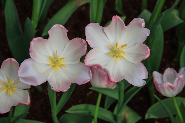 Rosa und weiße Tulpen