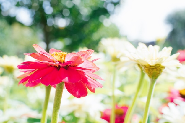 Rosa und weiße Zinnienblumen