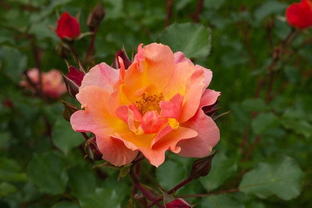 Foto rosa única aislada con hojas sobre fondo verde. foto de alta calidad