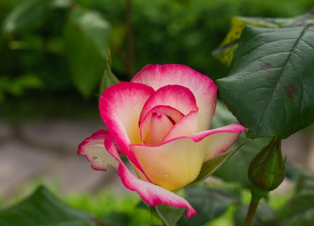 Foto rosa única aislada con hojas sobre fondo verde natural. foto de alta calidad