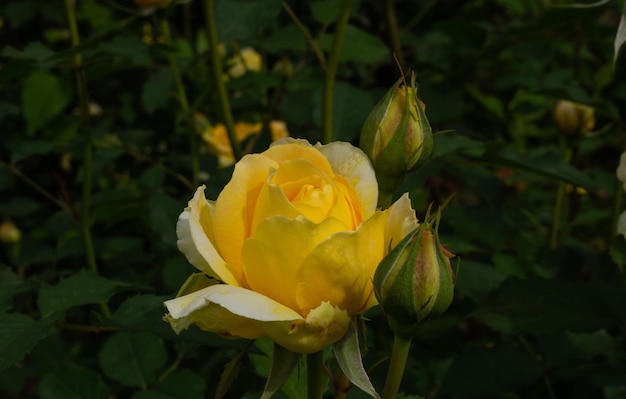 Rosa única aislada con hojas sobre fondo verde.