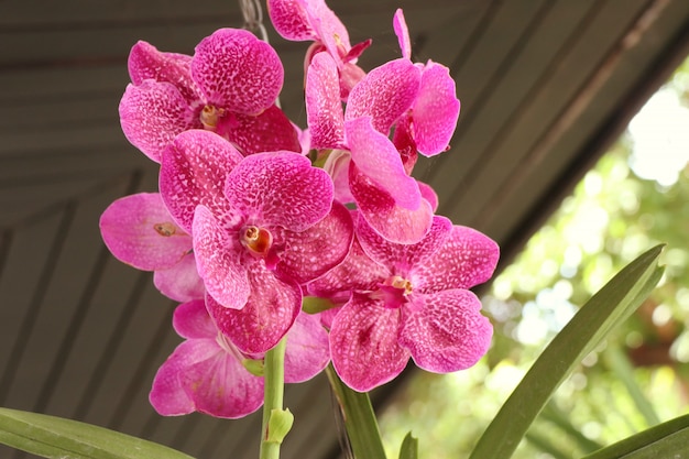 Foto rosa vanda-orchideenblume