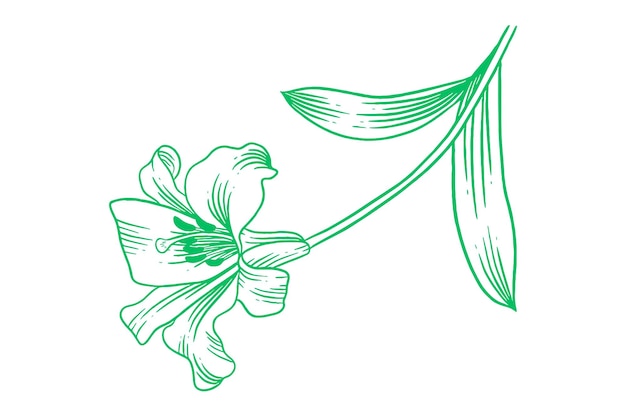 Rosa verde dibujada a mano con hojas Flor en la ilustración dibujada por la mano 9