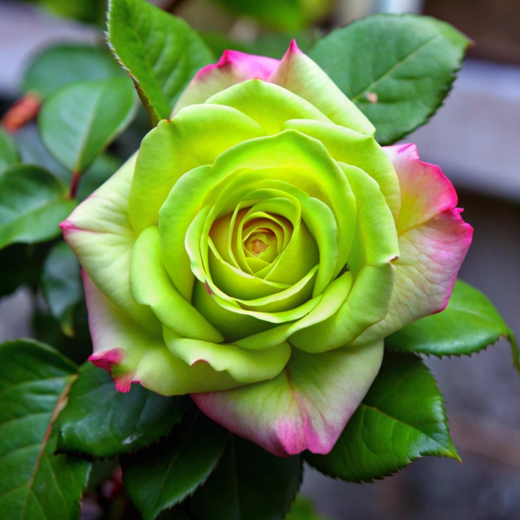 Foto una rosa verde y rosa con una flor rosa y amarilla