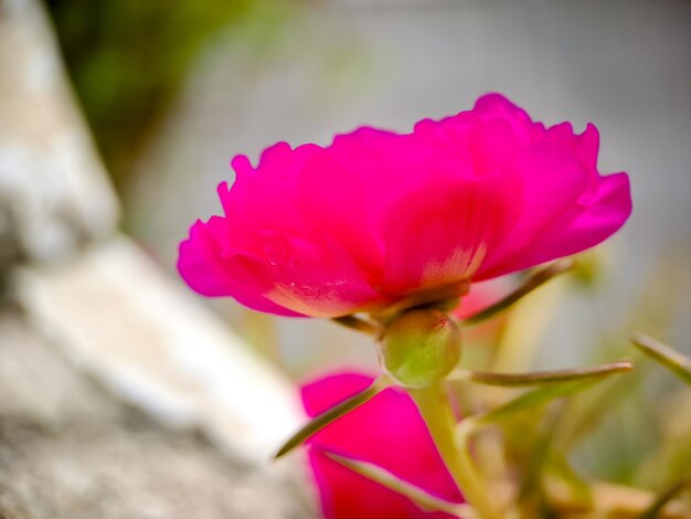 Foto la rosa de verdolaga o el musgo de rosa portulaca grandiflora es una planta ornamental perteneciente a la familia portulacaceae originaria de américa del sur, la planta también se llama la flor de las nueve en punto