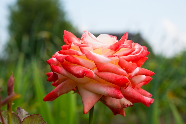 Rosa vermelha bonita do jardim floresceu no jardim, foco seletivo