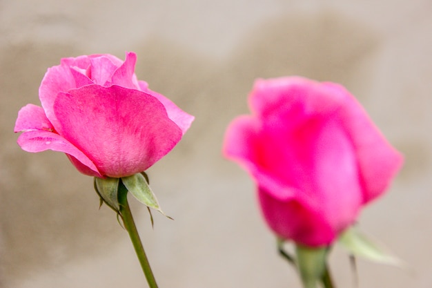 Foto rosa vermelha brasileira