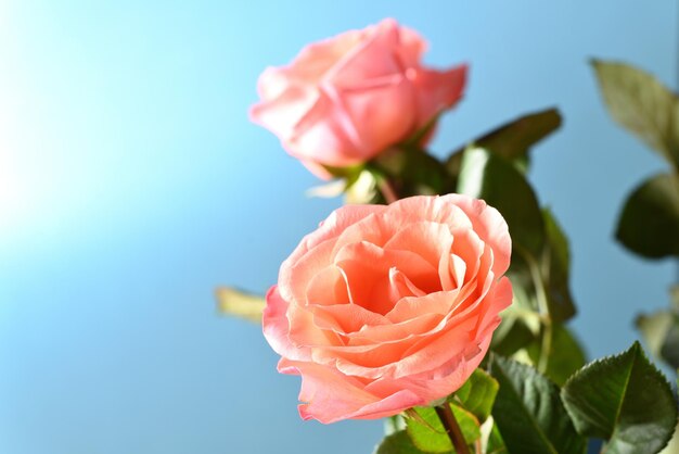 Rosa vermelha brilhante close-up.