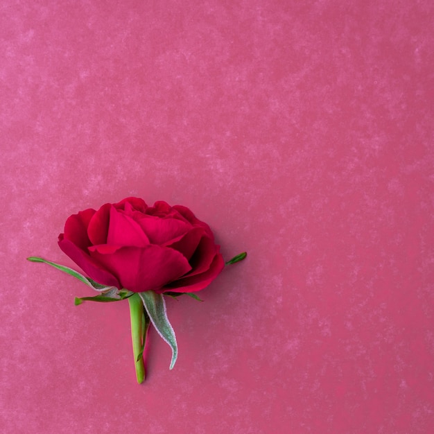 Rosa vermelha brilhante em um fundo rosa Cartão postal com lugar para design