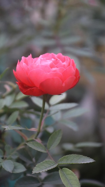 Rosa vermelha_broto de flor foto bonita única