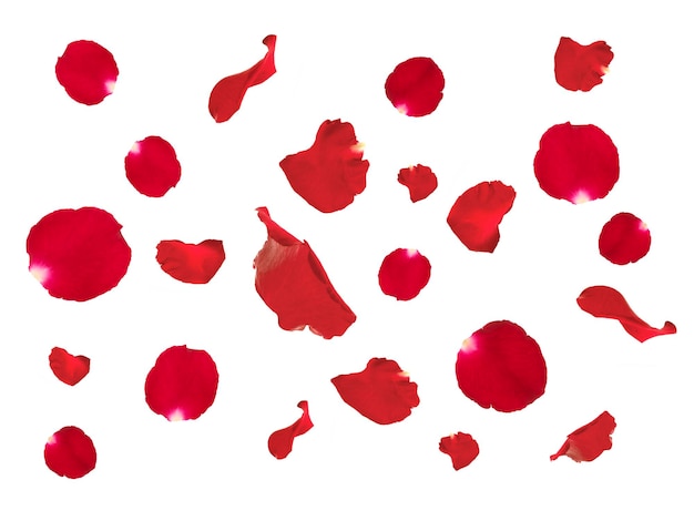 Rosa vermelha caindo pétalas de rosa vermelhas isoladas no fundo branco a