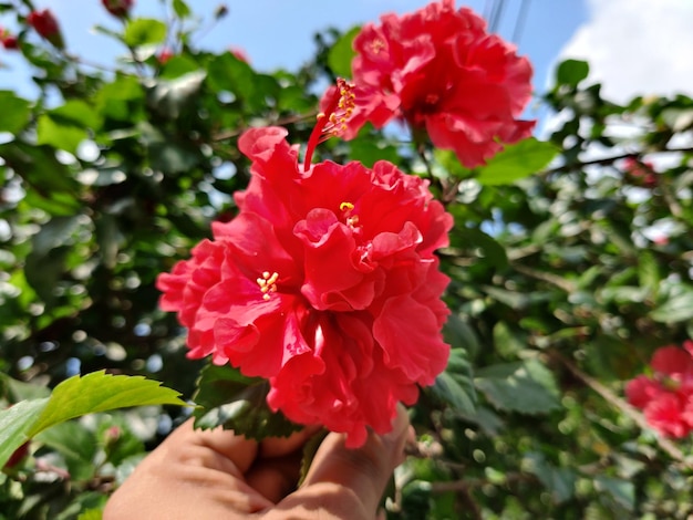 Rosa vermelha chinesa Hibiscus. Hibiscus rosa-sinensis. flores coloridas. Cor branca e vermelha.