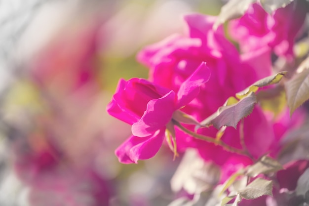 Rosa Vermelha, close-up foto