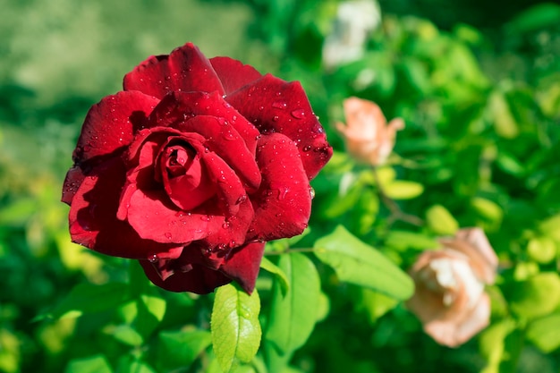 Rosa vermelha com gotas de água no jardim