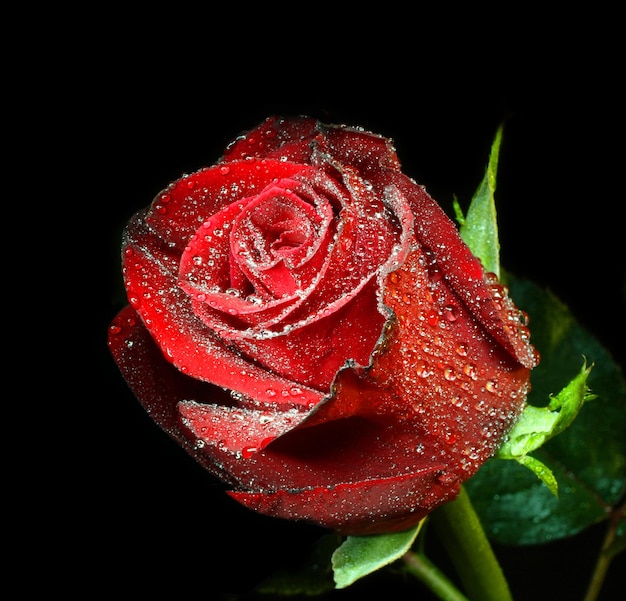 Rosa vermelha com gotas de água