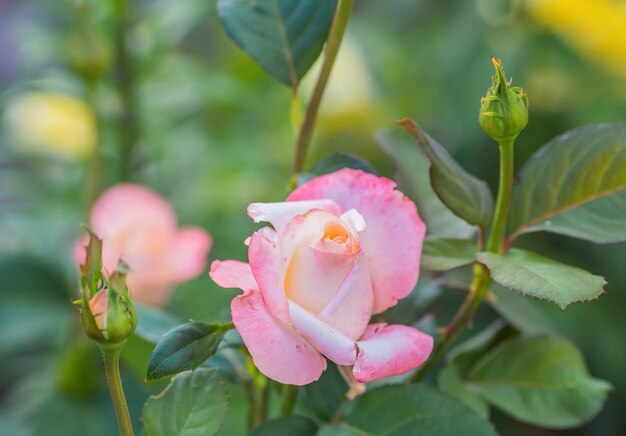 Rosa vermelha como natural