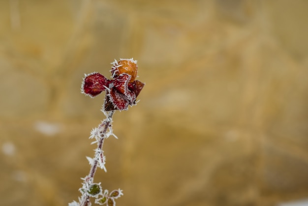 Rosa vermelha congelada.