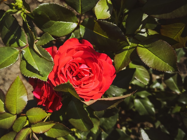 Rosa vermelha cresce em um arbusto.