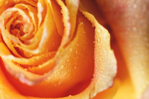 Rosa vermelha e amarela com gotas e fundo de flor closeup de água