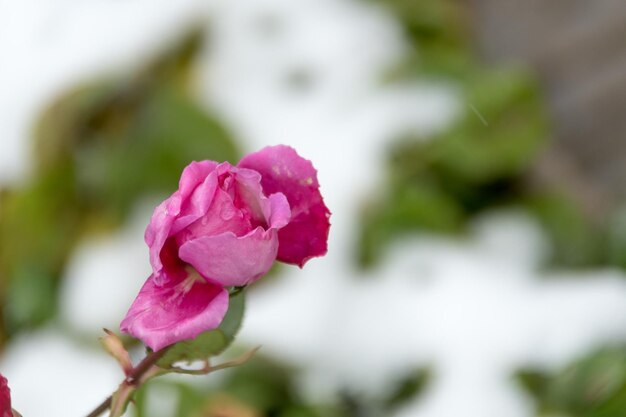 Rosa vermelha e as primeiras geadas um fundo de inverno