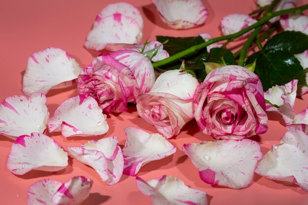 Rosa vermelha e branca em um fundo rosa com pétalas e gotas de água.