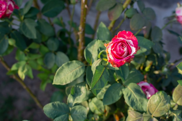 Rosa vermelha e branca isolada em um jardim