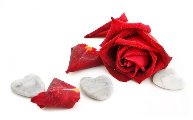 Rosa vermelha e corações