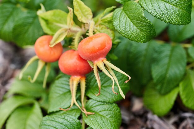 Rosa vermelha e laranja em um fundo de folhas verdes. Fragmento de roseira brava com frutas maduras