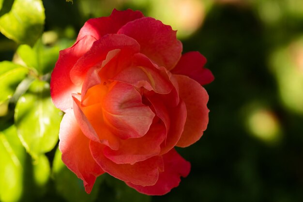 Rosa vermelha em close-up ao ar livre parcialmente em fundo de sol