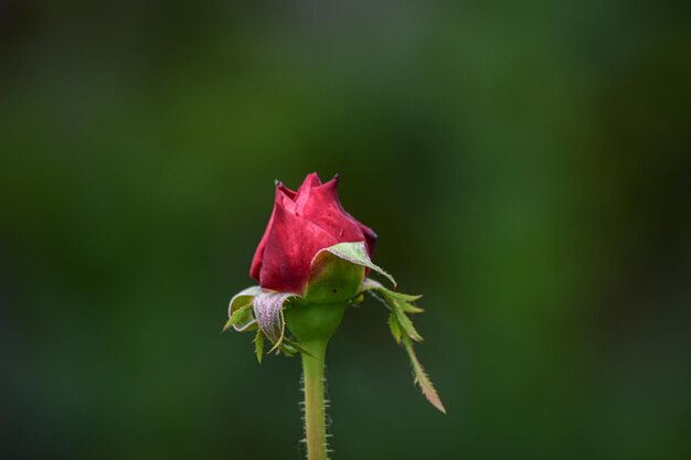 Rosa vermelha em flor no jardim em um dia de verão Floricultura